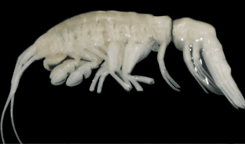 El animal recién descubierto es el primer anfípodo de gran tamaño registrado en la fosa de Atacama. Foto: Johanna Weston / WoodsHole Oceanographic Institution