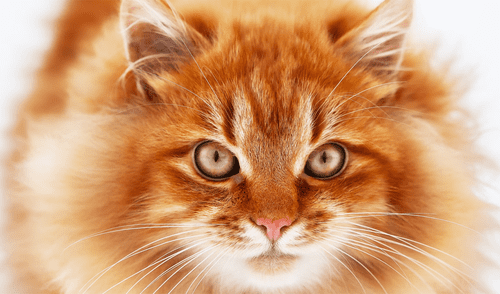 Atlanta | Estados Unidos