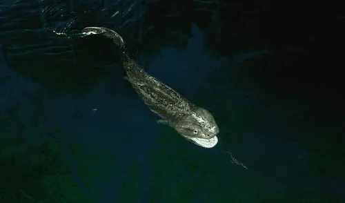 El reptil era uno de los máximos depredadores del planeta antes de la existencia de los dinosaurios.