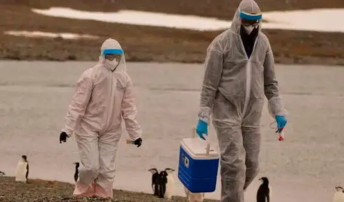 El estado de California declara emergencia por el aumento de casos de gripe aviar en humanos. Con 34 casos confirmados. Foto: composición LR/AFP. El estado de California declara emergencia por el aumento de casos de gripe aviar en humanos. Con 34 casos confirmados. Foto: composición LR/AFP.