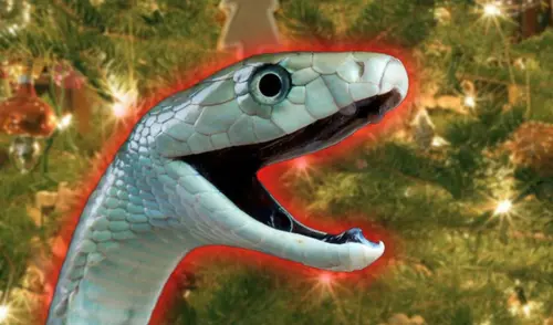 El reptil, originario de América del Norte, fue descubierto durante la inspección de los árboles y ha suscitado curiosidad y atención mediática. Foto: Tu Nota