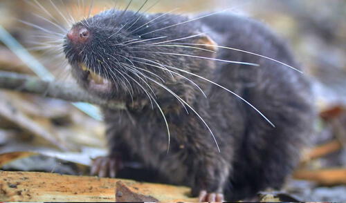 Entre las especies, se halló un ratón anfibio que se encuentra entre los más raros del mundo. Foto: Ronald Díaz / Conservación International Entre las especies, se halló un ratón anfibio que se encuentra entre los más raros del mundo. Foto: Ronald Díaz / Conservación International