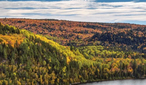 El bosque boreal es un bioma crucial para la oxigenación y fijación del carbono del planeta. Foto: Les Trésors d'Érable.
