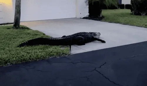 Las autoridades aconsejan evitar el contacto y no alimentar a estos animales para prevenir incidentes. Foto: CNN Las autoridades aconsejan evitar el contacto y no alimentar a estos animales para prevenir incidentes. Foto: CNN