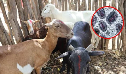 Así está afectando el brote de ántrax en La Guajira: departamentos cierran fronteras para evitar propagación