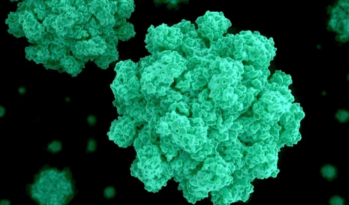 Norovirus | Estados Unidos