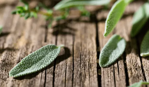 Una de las infusiones más destacadas por sus beneficios es la salvia. Foto: Difusión.