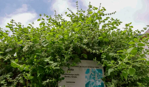 Una forma de preparar la muña es hirviendo de seis a ocho ramitas en un litro de agua