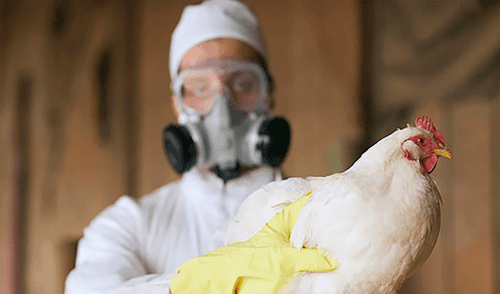 El virus H5N1, responsable de la gripe aviar, tiene su origen en aves infectadas.