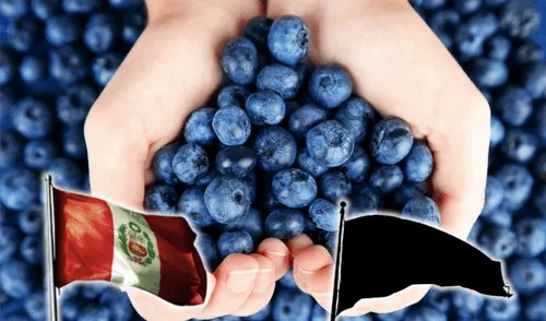 Las exportaciones peruanas de arándanos sumaron US$499,2 en octubre de 2024. Foto: composición LR/Andina Las exportaciones peruanas de arándanos sumaron US$499,2 en octubre de 2024.