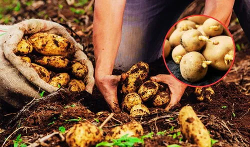 Pasos para conservar una papa por más tiempo