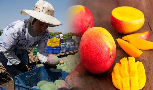 Mango peruano es muy dulce y se cosechan en época de verano.