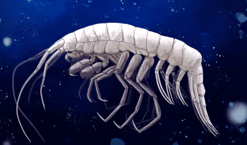 Un grupo de científicos han descubierto un nuevo depredador marino en las costas de Perú y Chile. Foto: composición LR/Diario cambio 22