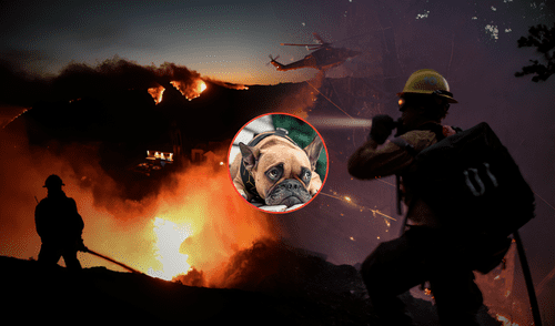 El humo liberado durante los incendios puede afectar gravemente las vías respiratorias de los animales.