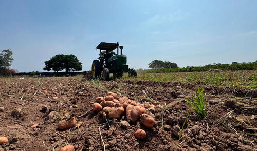 Situación de agricultores en Cañete es preocupante. Foto: difusión Situación de agricultores en Cañete es preocupante.