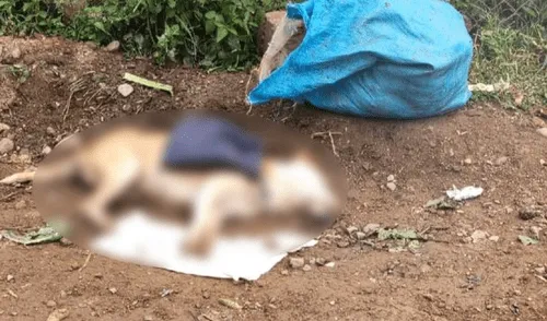 perros enveneados en Pasco, Oxapampa