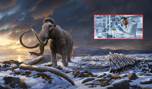 Una empresa especializada en biotecnología se ha puesto como objetivo revivir a lo extintos mamuts. Foto: composición LR/National Geographic/Procomer