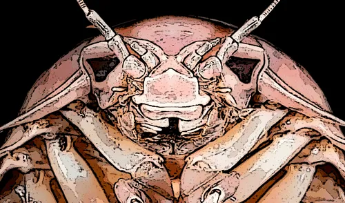 Descubren nueva especie de crustáceo gigante en el Mar del Sur de China apodado 'Darth Vader'.