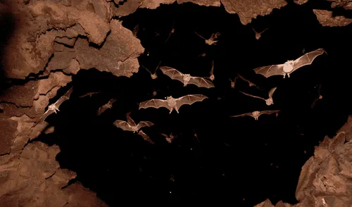 Descubren cómo los murciélagos sincronizan sus movimientos con condiciones climáticas favorables.