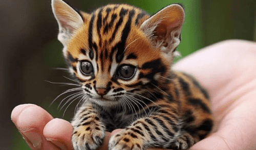 El felino prehistórico posee características que lo vinculan con los gatos modernos. Foto: Daily Jang. El felino prehistórico posee características que lo vinculan con los gatos modernos. Foto: Daily Jang.