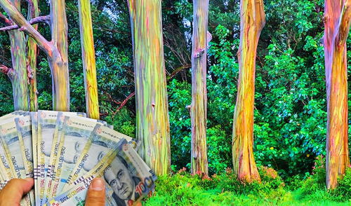 Tiene efectos positivos en el ecosistema. Foto: composición LR / Google Este árbol tiene efectos positivos en el medio ambiente.