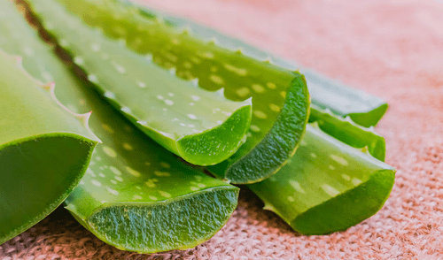 La sábila o aloe vera es fuente rica en vitaminas A, B, C y E