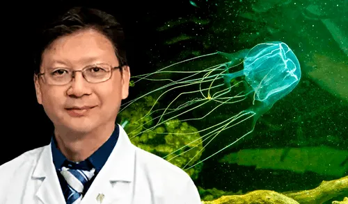 Descubrimiento de Tripedalia maipoensis en reserva natural de Hong Kong sorprende a científicos chinos.