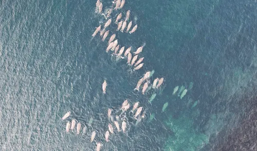 Las orcas y delfines fueron mamíferos terrestres hace 250 millones de años, han alcanzado un punto evolutivo sin retorno, según la Ley de Dollo tras  adaptaciones complejas.