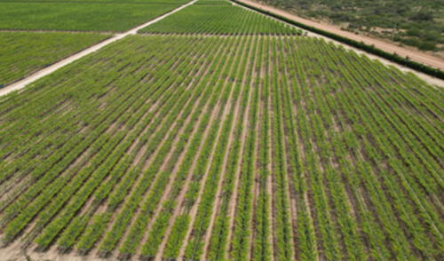 Webinar  "Impacto Socioeconómico del Proyecto Olmos"