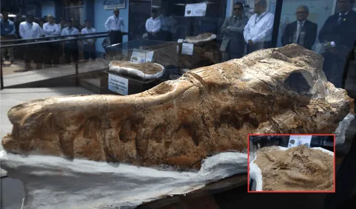 Los restos fósiles de este tiburón han sido exhibidos por el primer Día Nacional de la Paleontología. Foto: composición LR/ Enfoque Noticias/MSN Los restos fósiles de este tiburón han sido exhibidos por el primer Día Nacional de la Paleontología. Foto: composición LR/ Enfoque Noticias/MSN