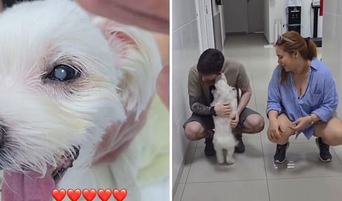 Perrito ciego recuperó la vista y la reacción al ver sus dueños es viral: "La oscuridad terminó”