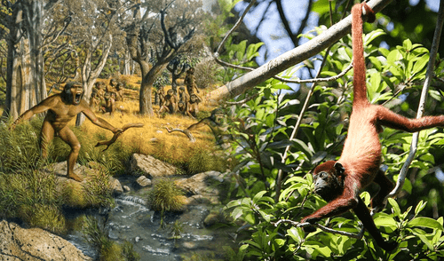 Descubren mutación en gen TBXT que causó la ausencia de cola en humanos.