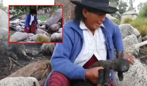 Pareja de ancianos en Ayacucho pierde 50 ovejas por un rayo. La tragedia les cuesta hasta 15.000 soles. Foto: composición larepublica.pe