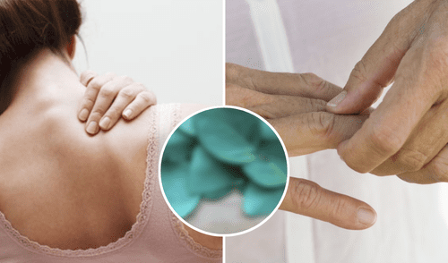 Esta planta procedente de Oceanía y tiene beneficios físicos y mentales.