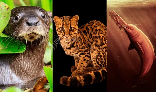 Se trata de los 3 descubrimientos más asombrosos registrados en la región durante el 2024. Foto: Composición LR.