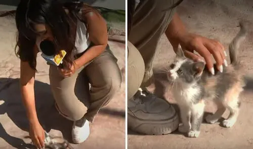 Reportera cubría la detención de delincuentes, pero un gatito se llevó la atención: “Me lo quiero llevar”