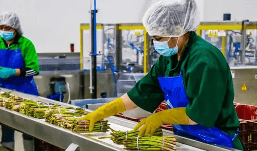 El Proyecto Olmos ha transformado tierras del norte de Perú en campos fértiles, impulsando la economía regional. Proyecto Olmos continúa generando cambios en el norte del país.