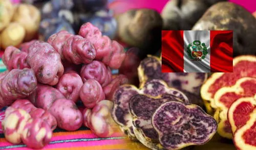 Perú cuenta con más de 3.000 variedades de papas. Foto: Composición LR/Andina. Perú cuenta con más de 3.000 variedades de papas.
