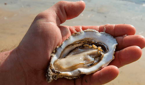 La proteína de la hemolinfa eliminó eficazmente las bacterias Streptococcus pneumoniae y Streptococcus pyogenes en laboratorio. Foto: RTVE.es.