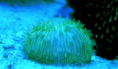 Científicos captaron en video a un coral de la especie Cycleris cyclolites capaz de desplazarse para sobrevivir.