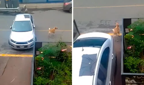 Perrito sorprende al ayudar a su dueño a sacar el auto: "Así se gana sus croquetas"