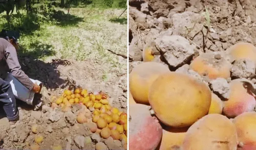 mango, mango peru, Lambayeque, Motupe, productores de mango