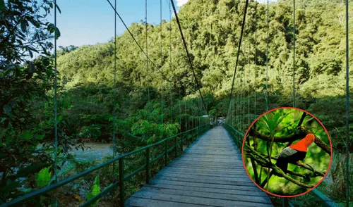 El Parque Nacional de Tingo María busca ser reconocido mundialmente entre los mejores lugares lugares turísticos del Perú. Foto: composición LR/Mongabay Latam/Perú Travel El Parque Nacional de Tingo María busca ser reconocido mundialmente entre los mejores lugares lugares turísticos del Perú. Foto: composición LR/Mongabay Latam/Perú Travel
