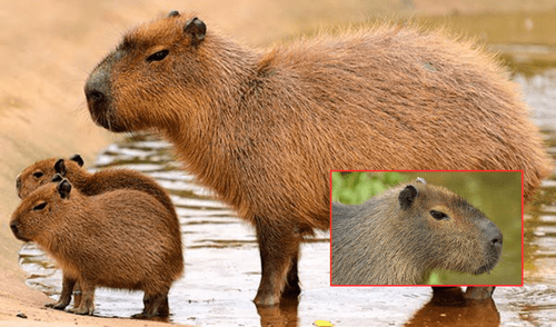 Los capibaras, también conocidos como carpinchos, son considerados los roedores más grandes del mundo. Foto: composición LR/Zoo Barcelona/El Zoológico Guadalajara Los capibaras, también conocidos como carpinchos, son considerados los roedores más grandes del mundo. Foto: composición LR/Zoo Barcelona/El Zoológico Guadalajara