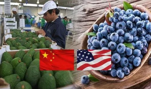 Perú exporta arándanos y paltas a importantes países del mundo como EE. UU. y China.