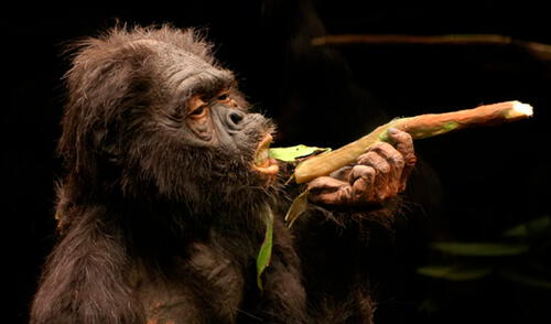 La adaptación a diversos ecosistemas y el uso eficiente de los recursos disponibles probablemente fue clave para la supervivencia de estas comunidades. Foto: Enciclopedia Humanidades. La adaptación a diversos ecosistemas y el uso eficiente de los recursos disponibles probablemente fue clave para la supervivencia de estas comunidades. Foto: Enciclopedia Humanidades.