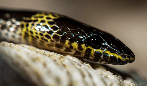 Descubren una serpiente de dientes grandes que fue identificada en los bosques de la provincia de Quang Bình.