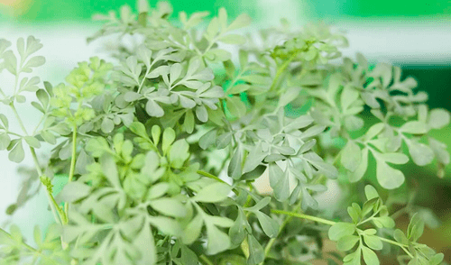 La manera más usual de consumir la ruda es a través de una infusión o un té.