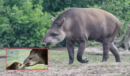 Después de más de un siglo sin registros, el tapir sudamericano, el mamífero terrestre más grande de Sudamérica, ha sido avistado nuevamente en Brasil. Foto: composición LR/World Tapir Day/BBC Después de más de un siglo sin registros, el tapir sudamericano, el mamífero terrestre más grande de Sudamérica, ha sido avistado nuevamente en Brasil. Foto: composición LR/World Tapir Day/BBC