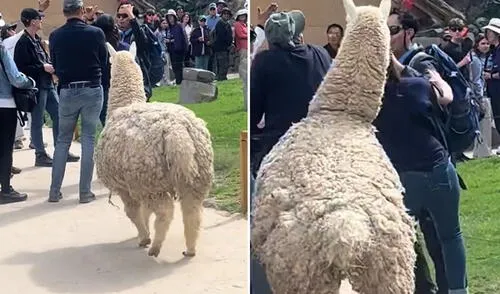 Alpaca sorprende a turista en Cusco con movimiento inesperado: "¡Hazte a un lado, humano!"